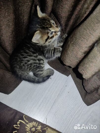 Котята в добрые руки 1 месяц