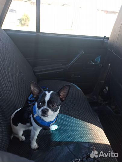 Вязка чихуахуа