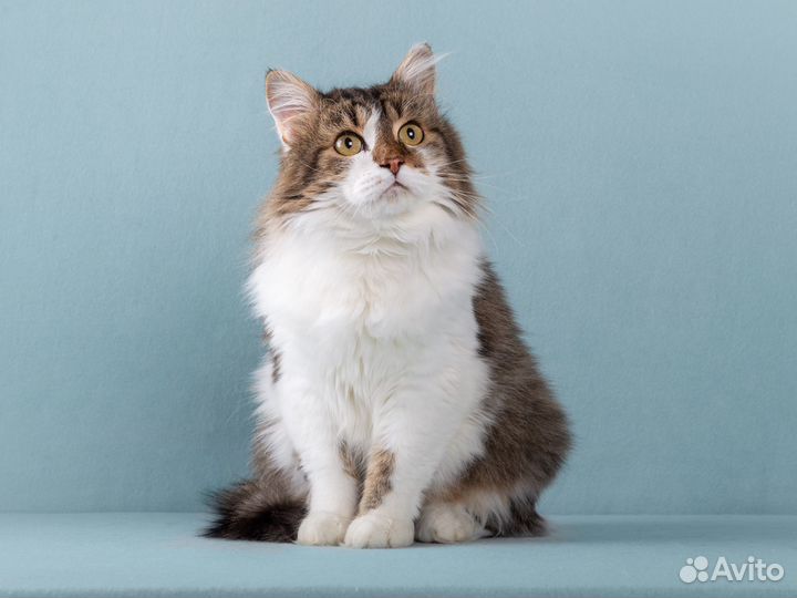 Пушистый кот Симон, ласковый и милый