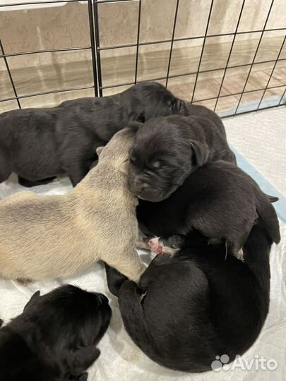 Щенки лабрадора