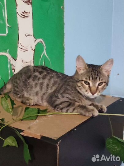 Котята ищут добрые руки