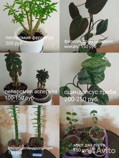 Комнатные цветы