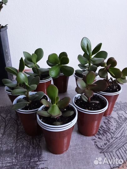 Замиокулькас,толстянка.денежное дерево