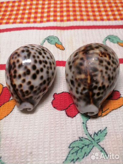 Раковины моллюска тигр. ракушки. Ц. за 2 шт