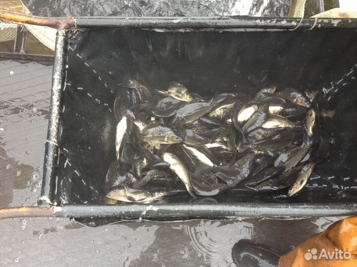 Карп малек сеголеток годовик