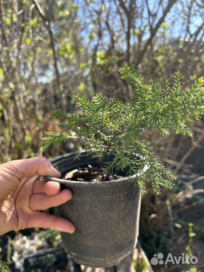 Растения для сада