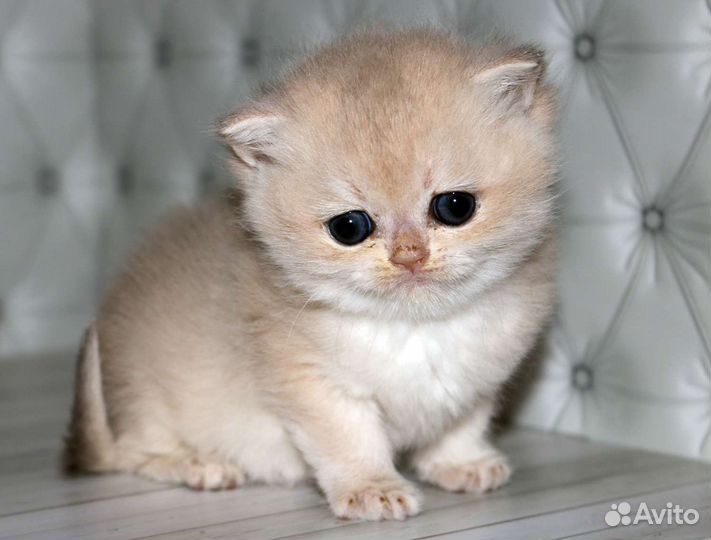 Девочка голубое золото Клеопатра Apple Wood