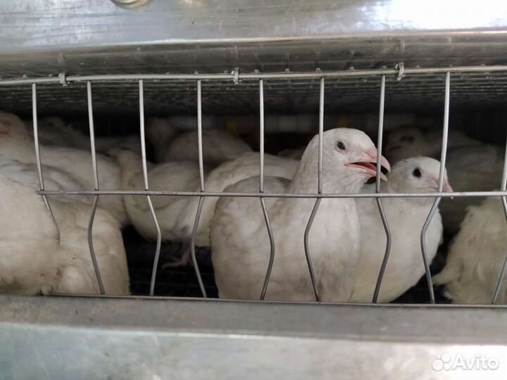 Молодняк перепелов, яйцо