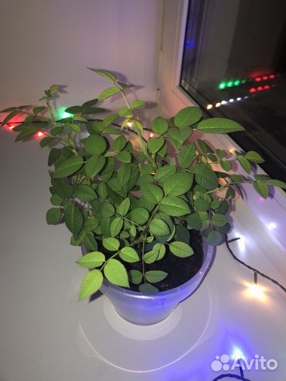 Роза комнатная Кардана