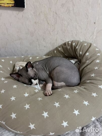 Канадский сфинкс вязка