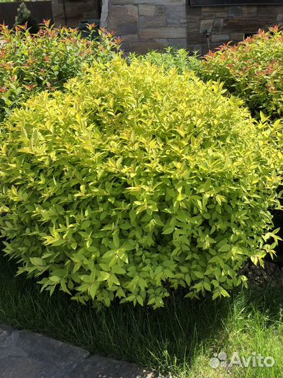 Спирея японская, спирея серая