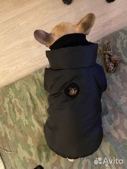 Одежда для средних собак