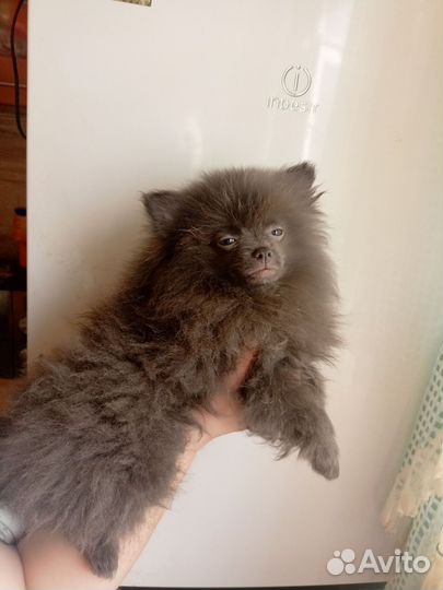 Шпицы малыши