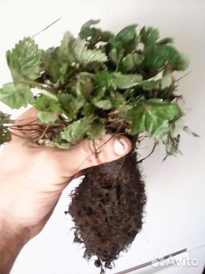 Ремонтантная земляника