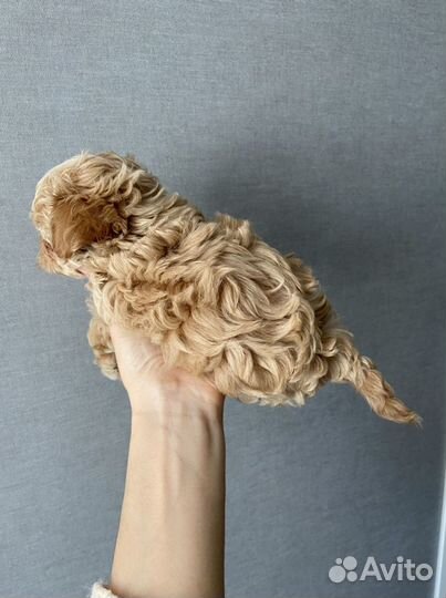 Мальтипу f1 mini