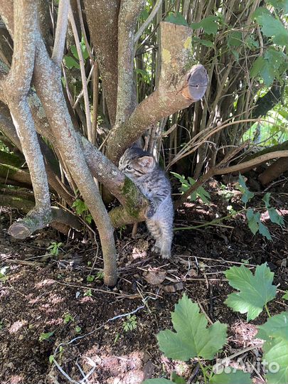 Котята в добрые руки бесплатно