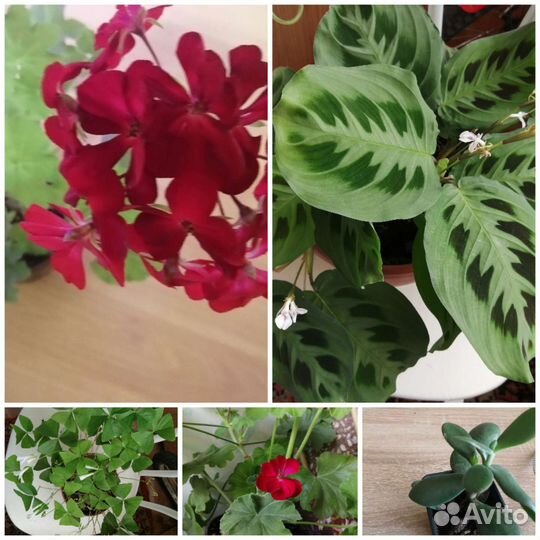 Комнатные цветы