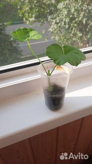 Герань пеларгония цветущее растение