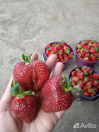 Клубника свежая ягода