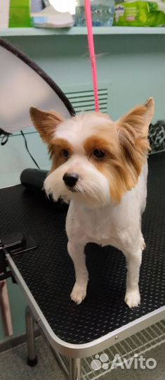 Стрижка собак и кошек (груминг)