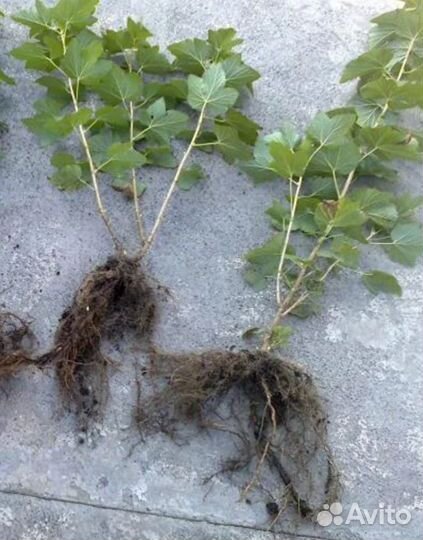 Саженцы чёрной и белой смородины