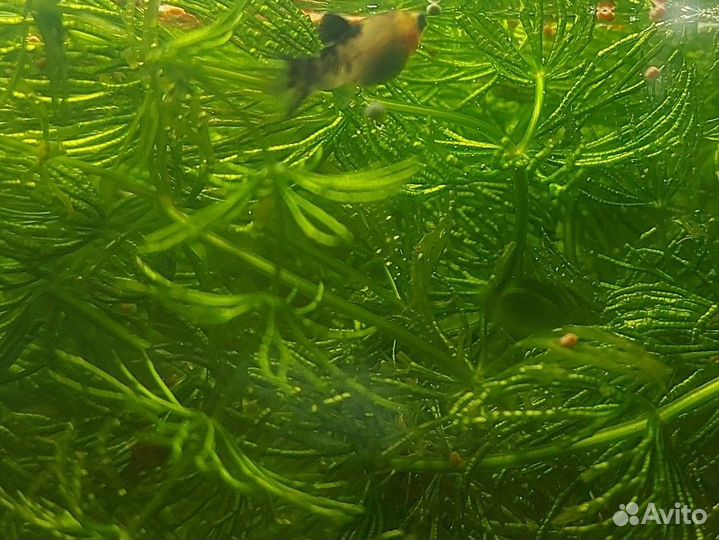 Моллинезии