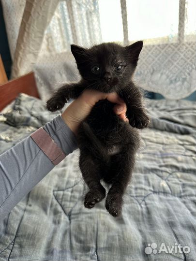 Котятки в добрые руки