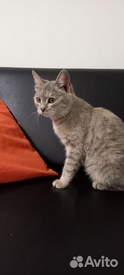 Кошка молодая