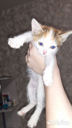 Котята в добрые руки, все девочки