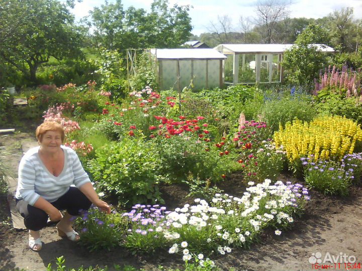 Продажа цветов и кустарников