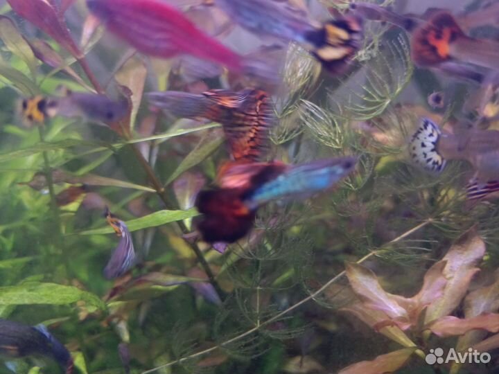 Рыбки гуппи и молинезии