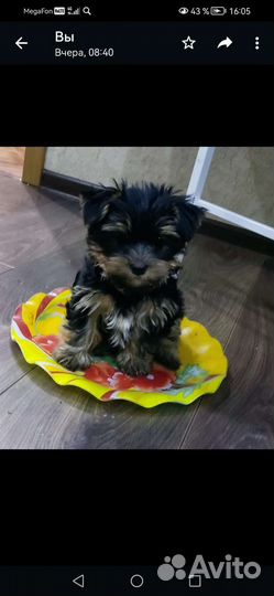 Йоркширский терьер щенки