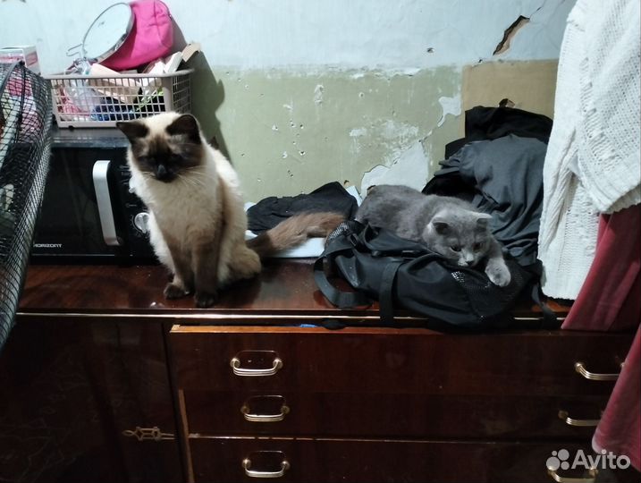 Британская вислоухая кошка и сиамская кошка