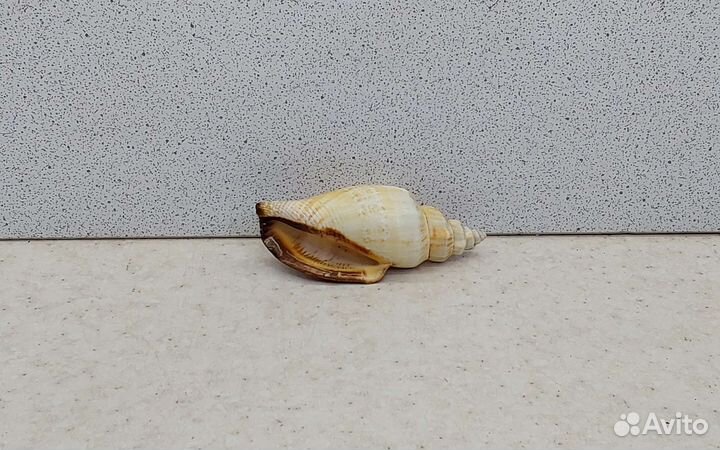 Стромбус Урсус 5,9 морская ракушка раковина