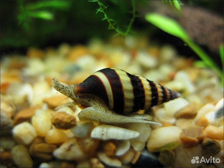 Улитка Хелена