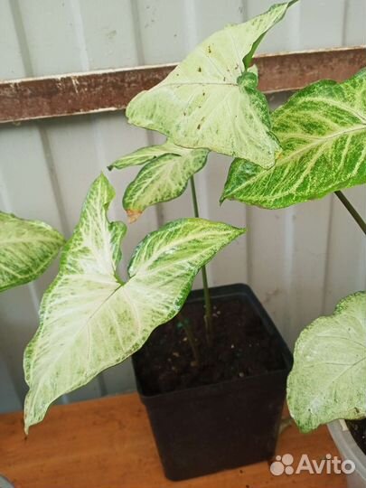 Сингониум взрослый укорененный