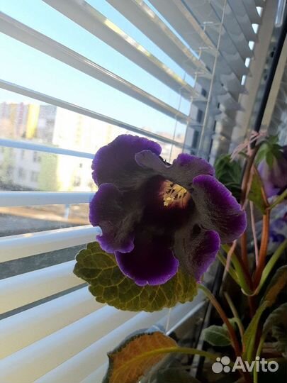 Детки глоксинии