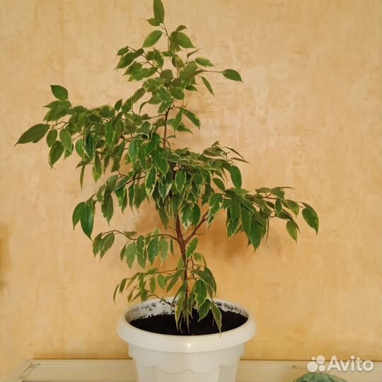 Фикус бенджамина пестролистный