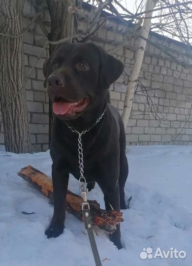 Кобель лабрадора вязка