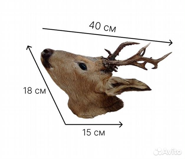 Голова косули