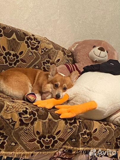 Вязка корги