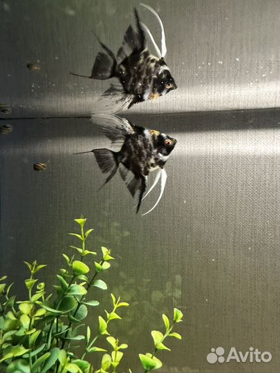 Скалярия мраморная