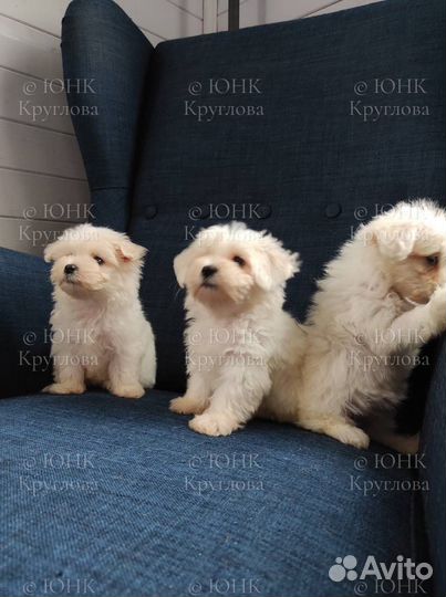 Девочки мальтезе