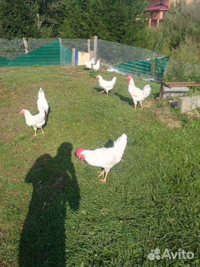 Молодые петухи, Насадкино, Дмитровский район