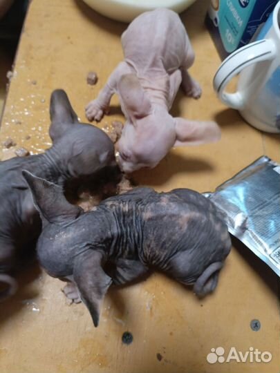 Донской сфинкс котята