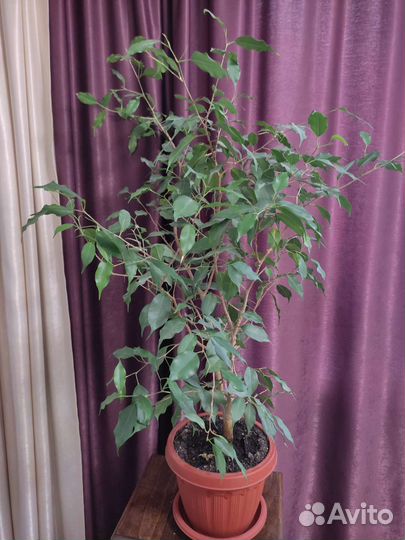 Фикус бенджамина большой