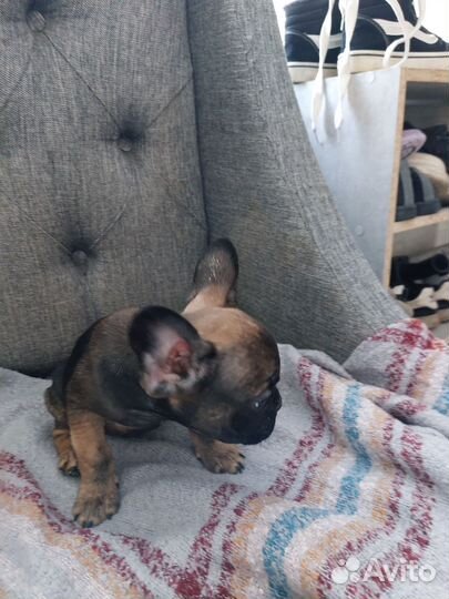 Щенки франзуского бульдога