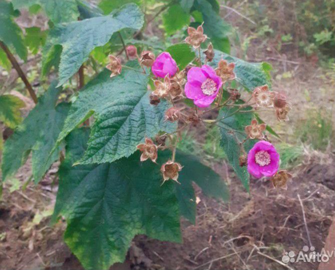 Декоративные кустарники