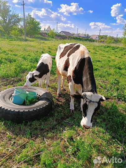Корова дойная с теленком