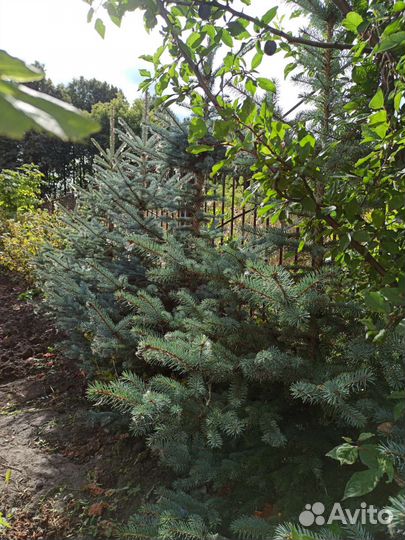 Голубая ель